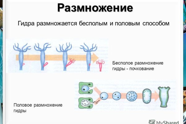 Тор мега рабочая ссылка